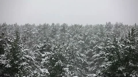 Over the winter forest Stock Footage 10597544