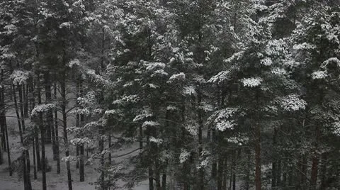 Over the winter forest Stock Footage 10597549