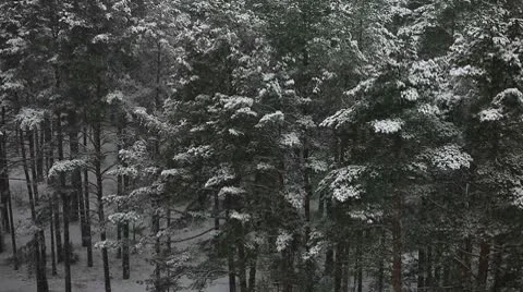Over the winter forest Stock Footage 10597565
