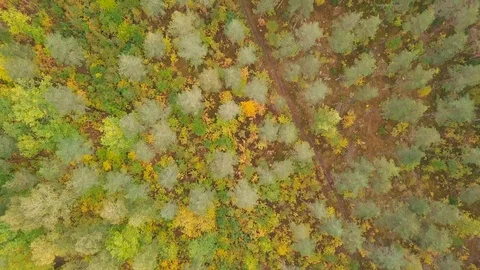 Over woods Stock Footage 97610127