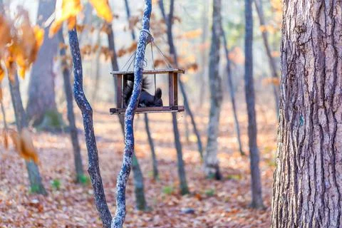 Overall plan. A gray squirrel sits in a feeder on a tree in the autumn forest Foto stock