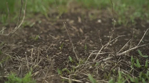 Overall plan. many ants moving. in the field. the view from the top. slow motion Stock Footage 130523557