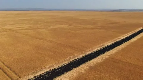 Overall plan of ripe wheat field. video filming from a quadcopter Stock Footage 146366595