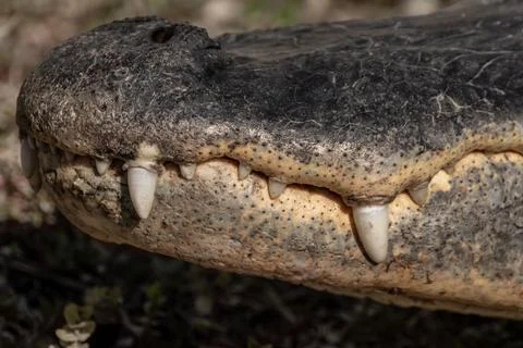 Overbite Of Alligator Teeth Close Up Stock Photos