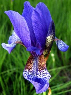 Overblown iris - 1 Stock Photos