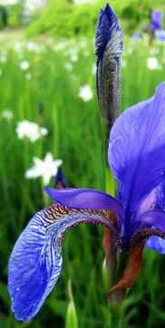 Overblown iris - 2 Stock Photos