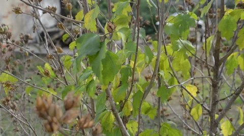 Overblown malve in the autumn wind Stock Footage 32331039