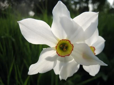 Overblown Narcis Stock Photos