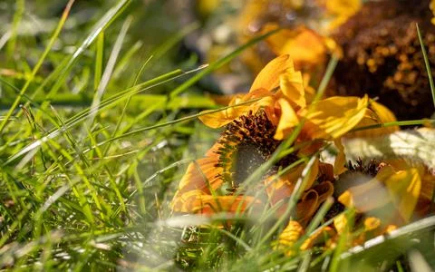 Overblown Sunflower. 写真素材