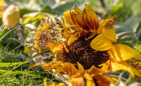 Overblown Sunflower. Fotos de archivo