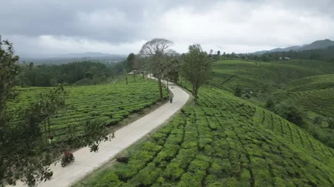Overcast aerial view of two motorbikes passing through tea plantation in Java Stock Footage 340159091