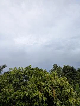 Overcast clouds and leaves from trees Stock Photos