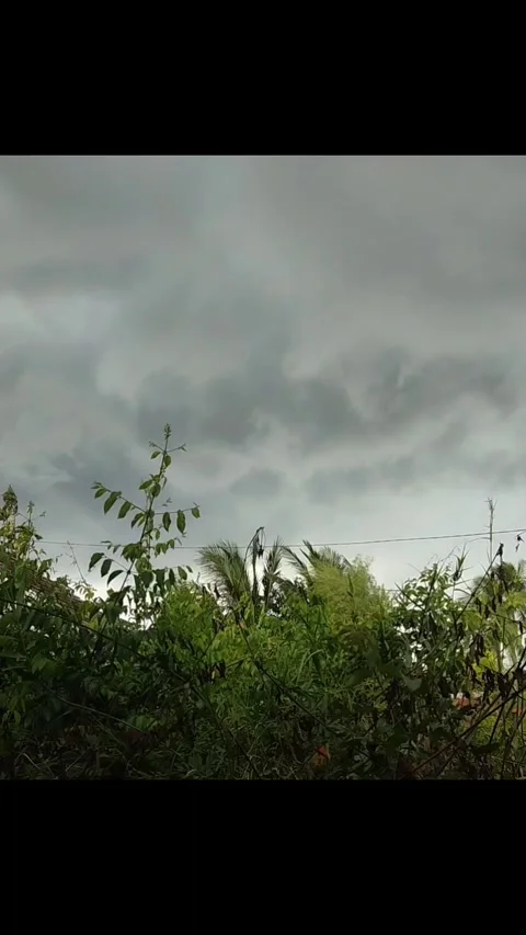 Overcast clouds and wild plants Video stock 291532610