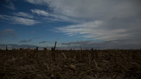  Overcast Corn Field Sunset TimeLapse  Video stock 92094156