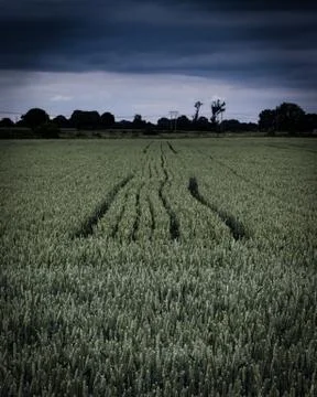 Overcast corn fields Stock Photos