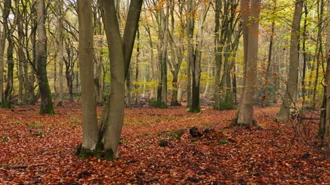 Overcast day in a beech tree forest at autumn can also be very nice. Stock Footage 269156926