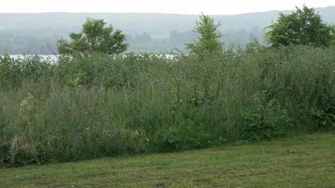Overcast day with lush greenery and a river Stock Footage 338384634
