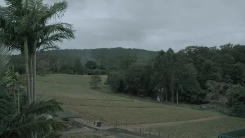 Overcast Day at Rural Farm Fields and Palm Trees, Sunshine Coast, Queensland, Au Stock Footage 341291179