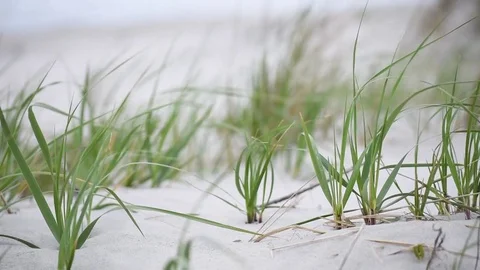 Overcast dune gras in wind Stock Footage 75763664