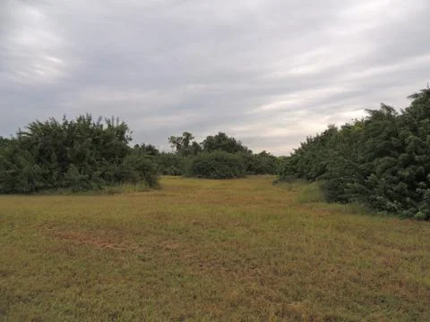 Overcast Field Stock Photos