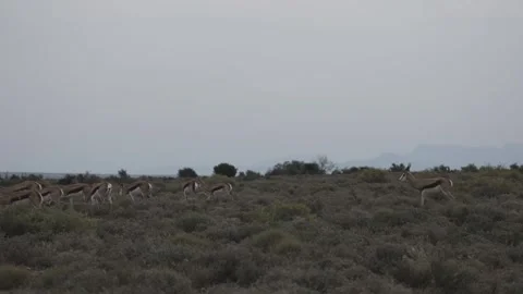 Overcast Shrubland With Springbok Herd Walking And Grazing Stock-Footage 340924101