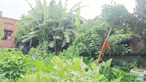 Overcast Sky and Lush Green Foliage in a Village, Howrah Stock Footage 337754582