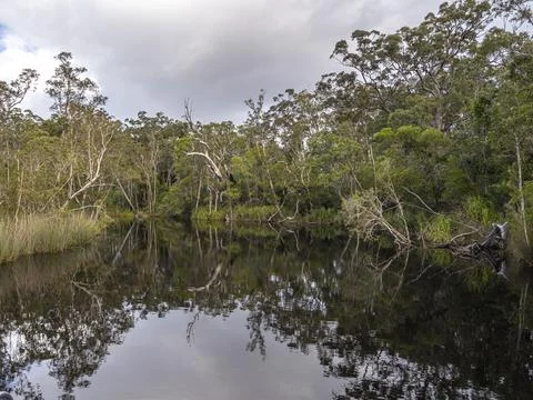 Overcast sky casts gentle light over reflective wetland Stock Photos