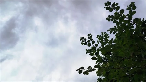Overcast Sky Framed by Green Tree Branches Stock Footage 312104802
