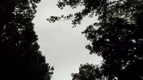 Overcast sky framed by silhouetted dark tree branches and foliage silhouette 스톡 동영상 335761939