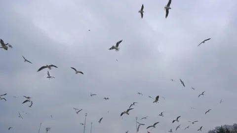 Overcast sky with many groups of seagulls flying freely on the sky. Stock Footage 151062254