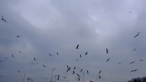 Overcast sky with many groups of seagulls flying freely on the sky. Stock-Footage 151062445