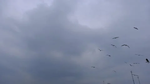 Overcast sky with many groups of seagulls Stock Footage 152492306