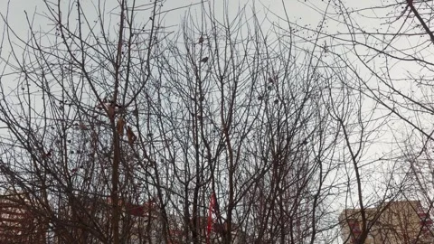 Overcast sky reveals sparse tree limbs and distant buildings Video stock 332039863