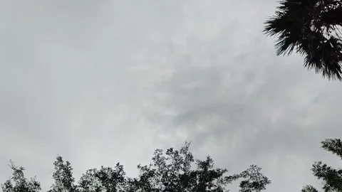 Overcast sky with silhouetted trees and palm fronds Stock Footage 319055286