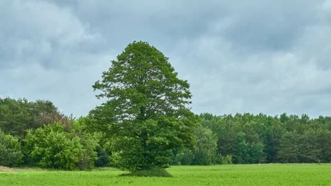 Overcast sky. Strong wind. Lonely tree stands in middle of field. Green summe Stock Footage 194431292