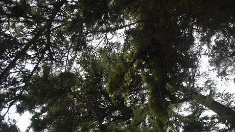 Overcast sky through pine tree crowns 스톡 동영상 108997939