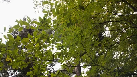 Overcast sky through tree crowns Stock Footage 108998450