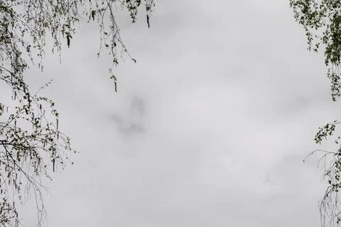 Overcast spring sky framed by delicate birch tree branches - minimalistic cloudy Stock Photos