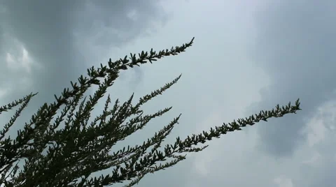 Overcast Time Lapse Brush in Foreground Stock Footage 41257844