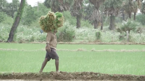 Overcoming Challenges - The Triumph of a Farmer with a Burden Stock Footage 316657354