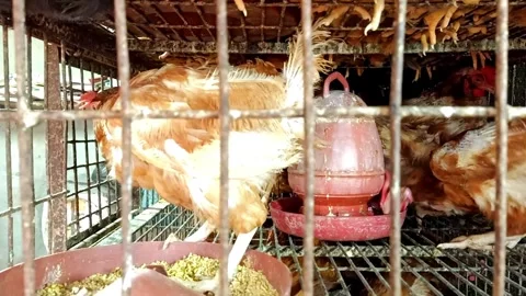 Overcrowded Chicken Coop Dirty, Rusty Cage, Live Poultry. Pakistani Chicken Stock Footage 293223698