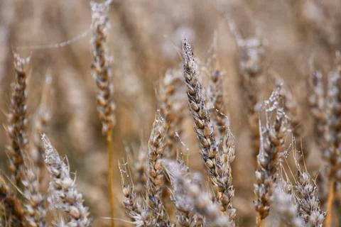 Overdue grain Stock Photos