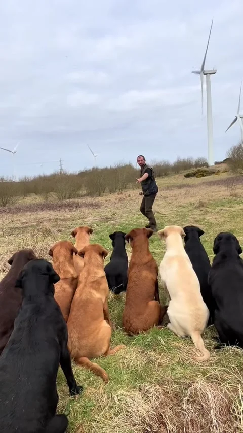 Overeager Lab Forgets to Wait for Command, uk - 31 Mar 2025 Video stock 307139542