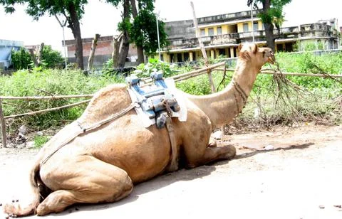 Overexposed close-up of Camel lying down in India Stock Photos