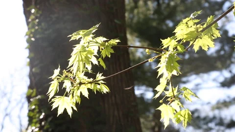 OVEREXPOSED LEAVES ON BRANCH Stock Footage 183095212
