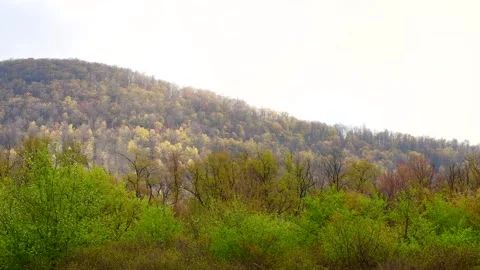 Overexposed spring mountain trees blooming Stock Footage 259434558