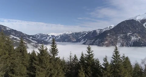 Overflight between the Christmas trees Stock Footage 82494863