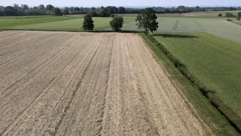 Overflight of fields towards three trees Stock Footage 195964380