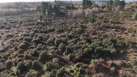 Overflight of High level view of The Park, heathland restoration project, Forest Stock Footage 263420681