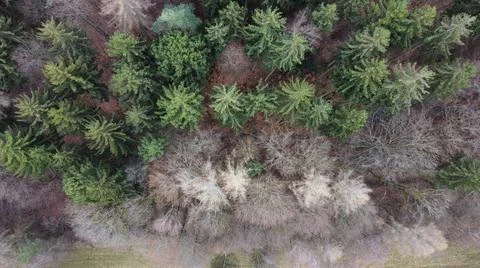 Overflight over the mixed forest Stock Photos
